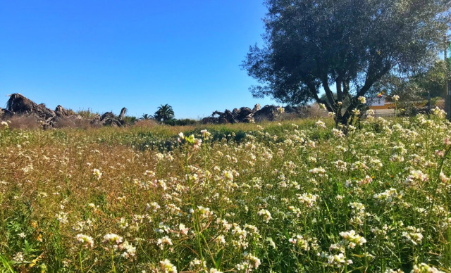 Revente - Terreno rural - Elche pedanias - Daimes