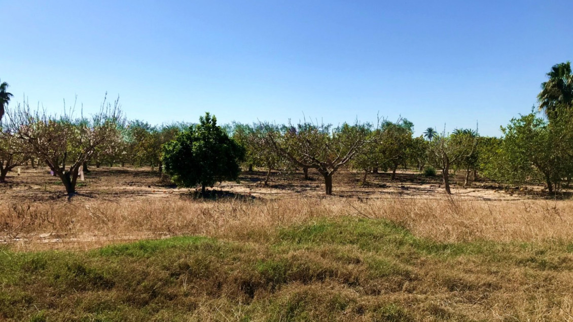 Venta - Finca rústica - Elche pedanias - Derramador