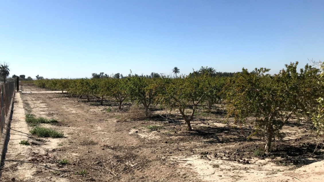 Venta - Finca rústica - Elche pedanias - Derramador