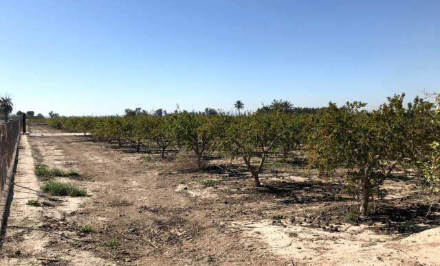 Venta - Finca rústica - Elche pedanias - Derramador