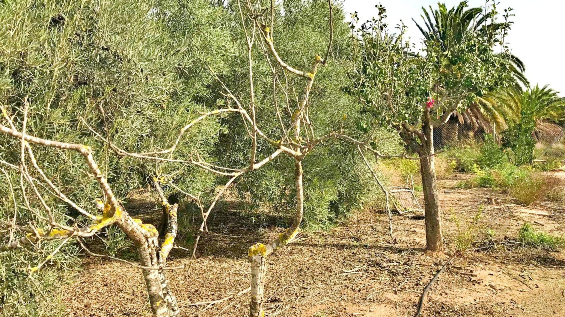 Revente - Finca rústica - La hoya - La Hoya-Daimes-El Derramador