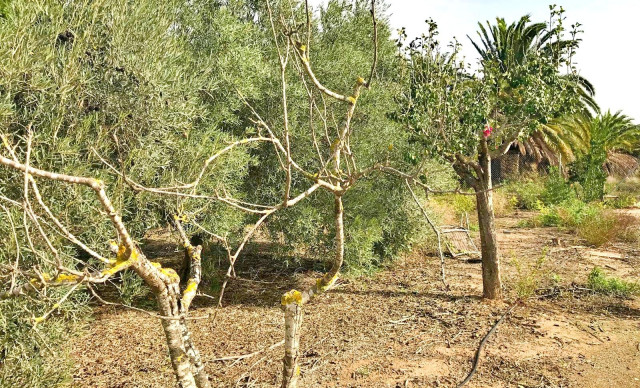 Revente - Finca rústica - La hoya - La Hoya-Daimes-El Derramador