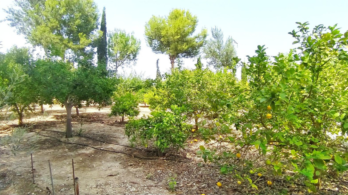 Sale - Chalet - Crevillent - CARRETERA nacional