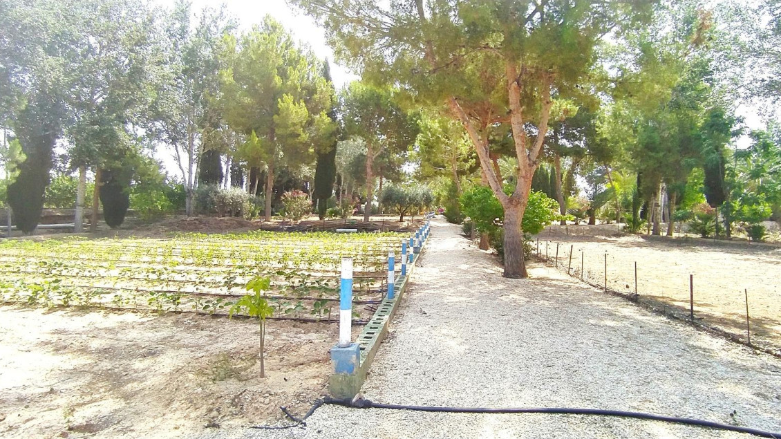 Sale - Chalet - Crevillent - CARRETERA nacional