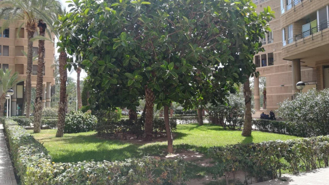 Venta - Piso - Elche - Centro