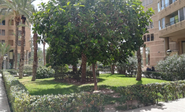 Venta - Piso - Elche - Centro