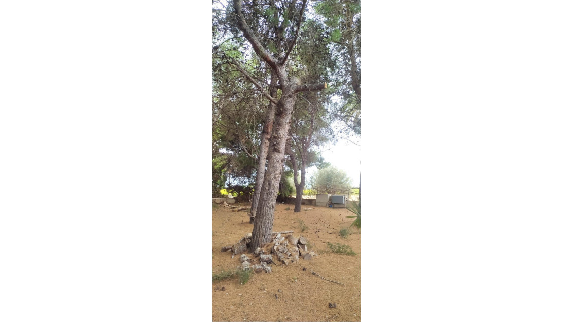 Venta - Chalet - Elche pedanias - Perleta