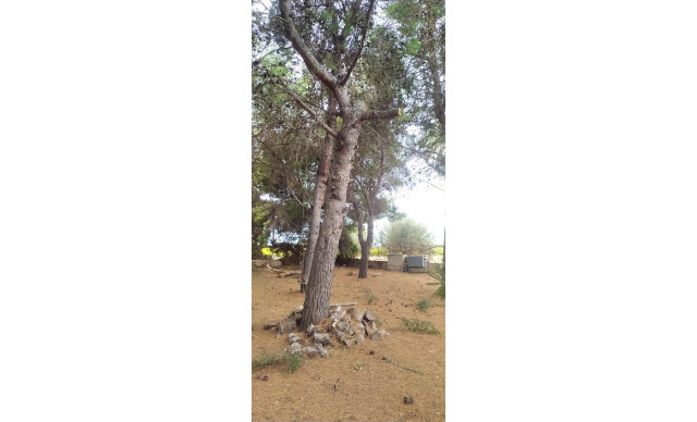 Venta - Chalet - Elche pedanias - Perleta