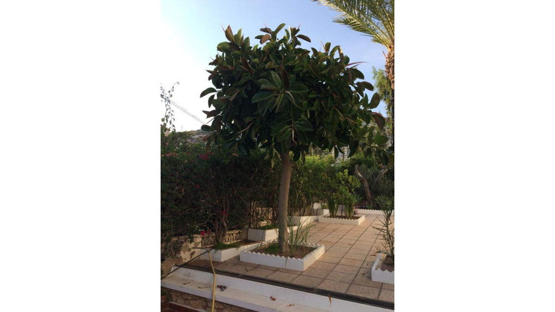 Location longue durée - Chalet - Santa Pola - Santa pola del este