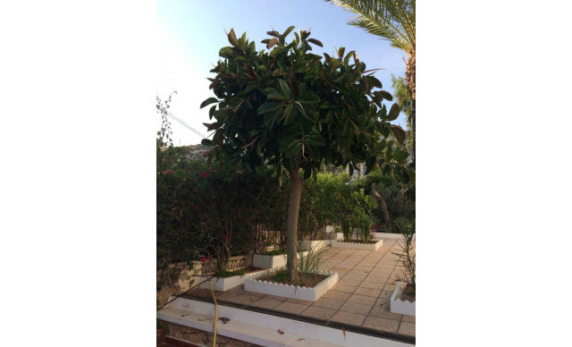 Location longue durée - Chalet - Santa Pola - Santa pola del este