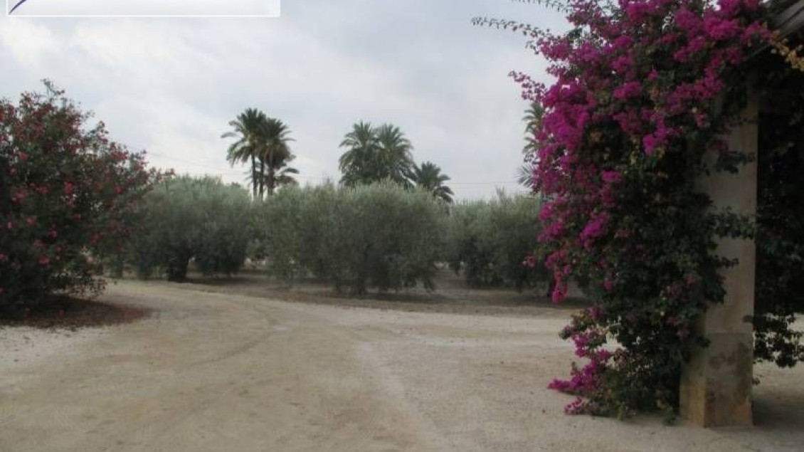 Alquiler a largo plazo - Chalet - Elche pedanias - Algoda