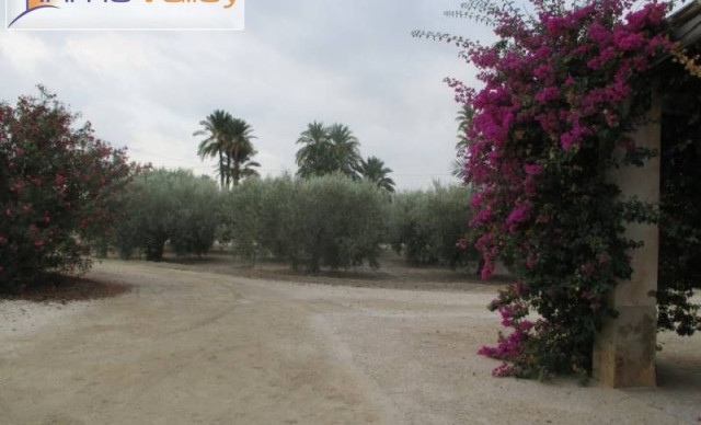 Alquiler a largo plazo - Chalet - Elche pedanias - Algoda