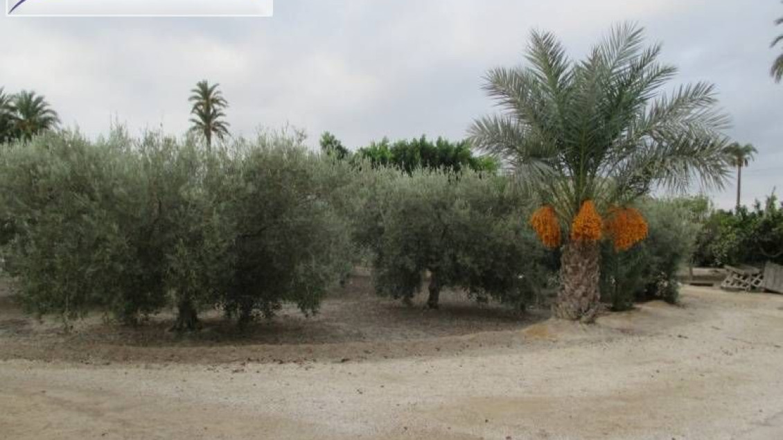 Alquiler a largo plazo - Chalet - Elche pedanias - Algoda