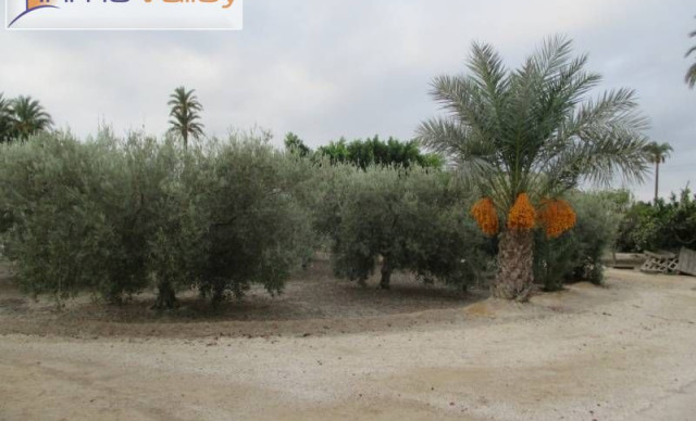 Alquiler a largo plazo - Chalet - Elche pedanias - Algoda